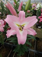 [4567 VH43 Birillo No02.JPG]